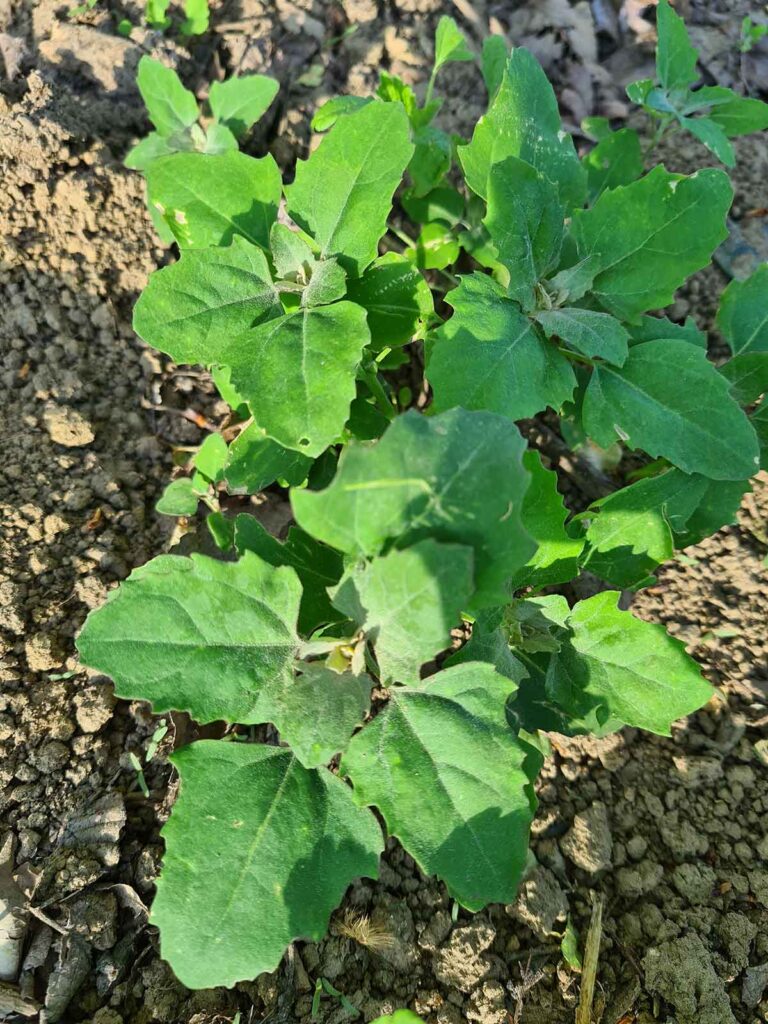 caprita Chenopodium album