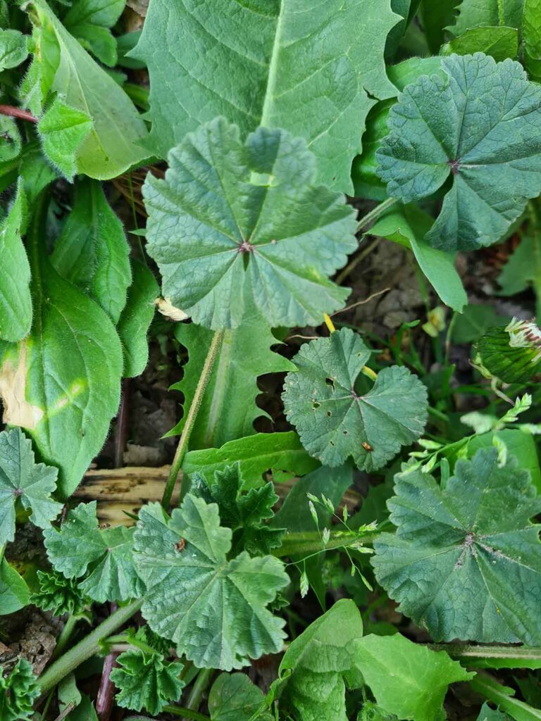Cheeseweed Dwarf mallow Malva neglecta nalba comuna
