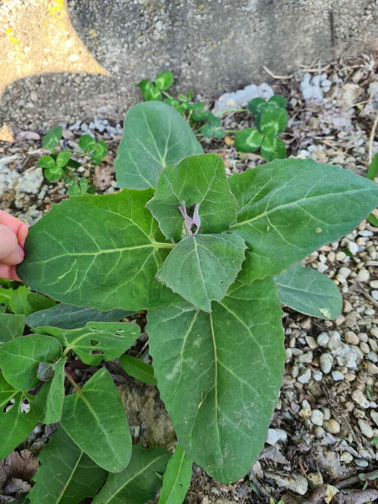 garden orache Atriplex hortensis loboda verde