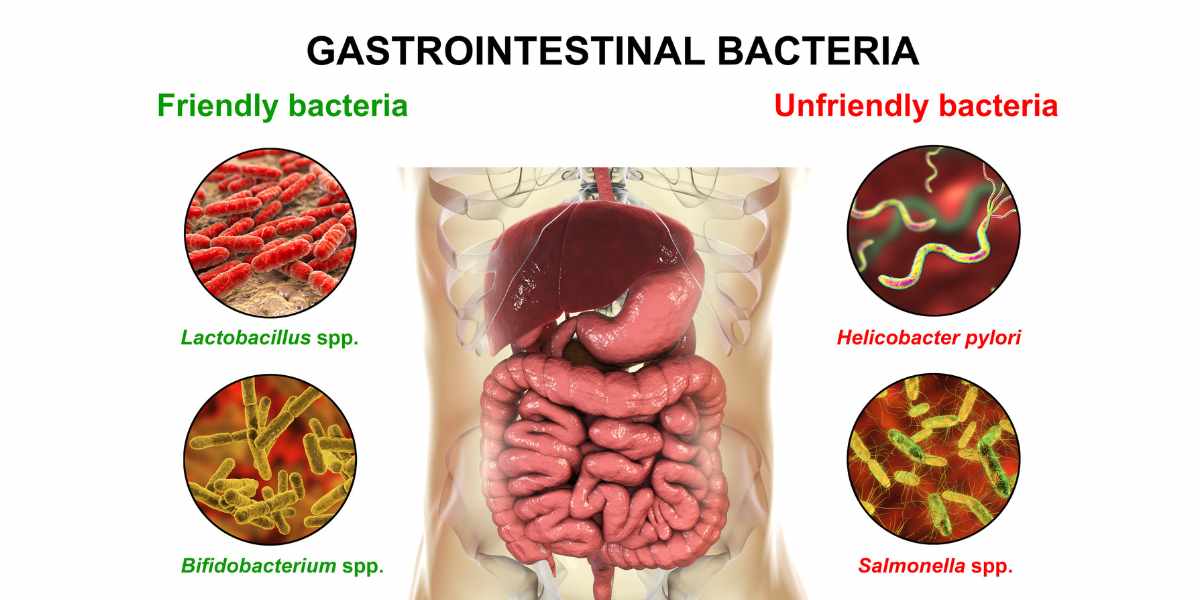 gastrointestinal bacteria