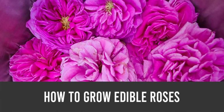 how to grow edible roses