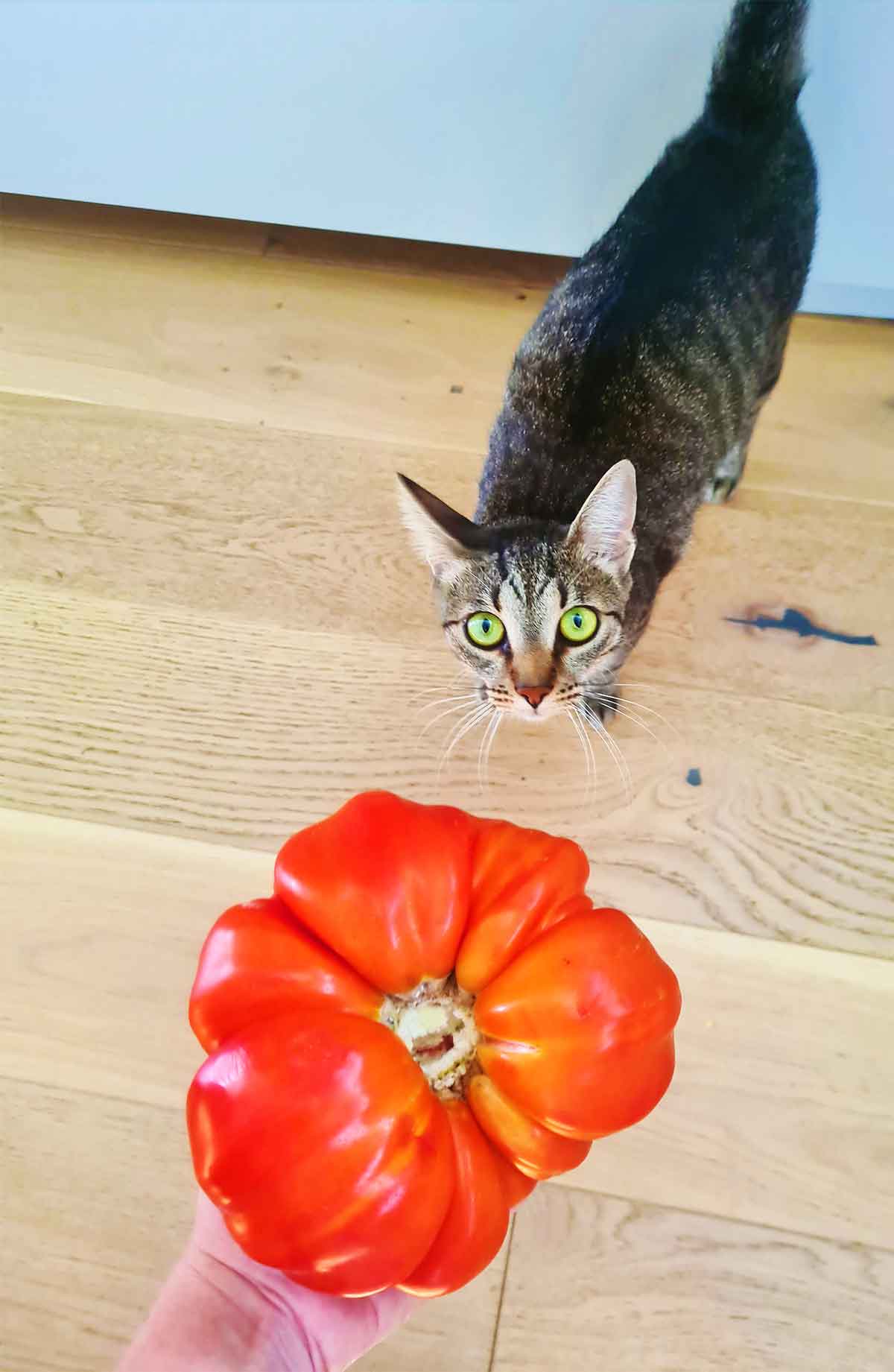 large mushroom basket tomato 