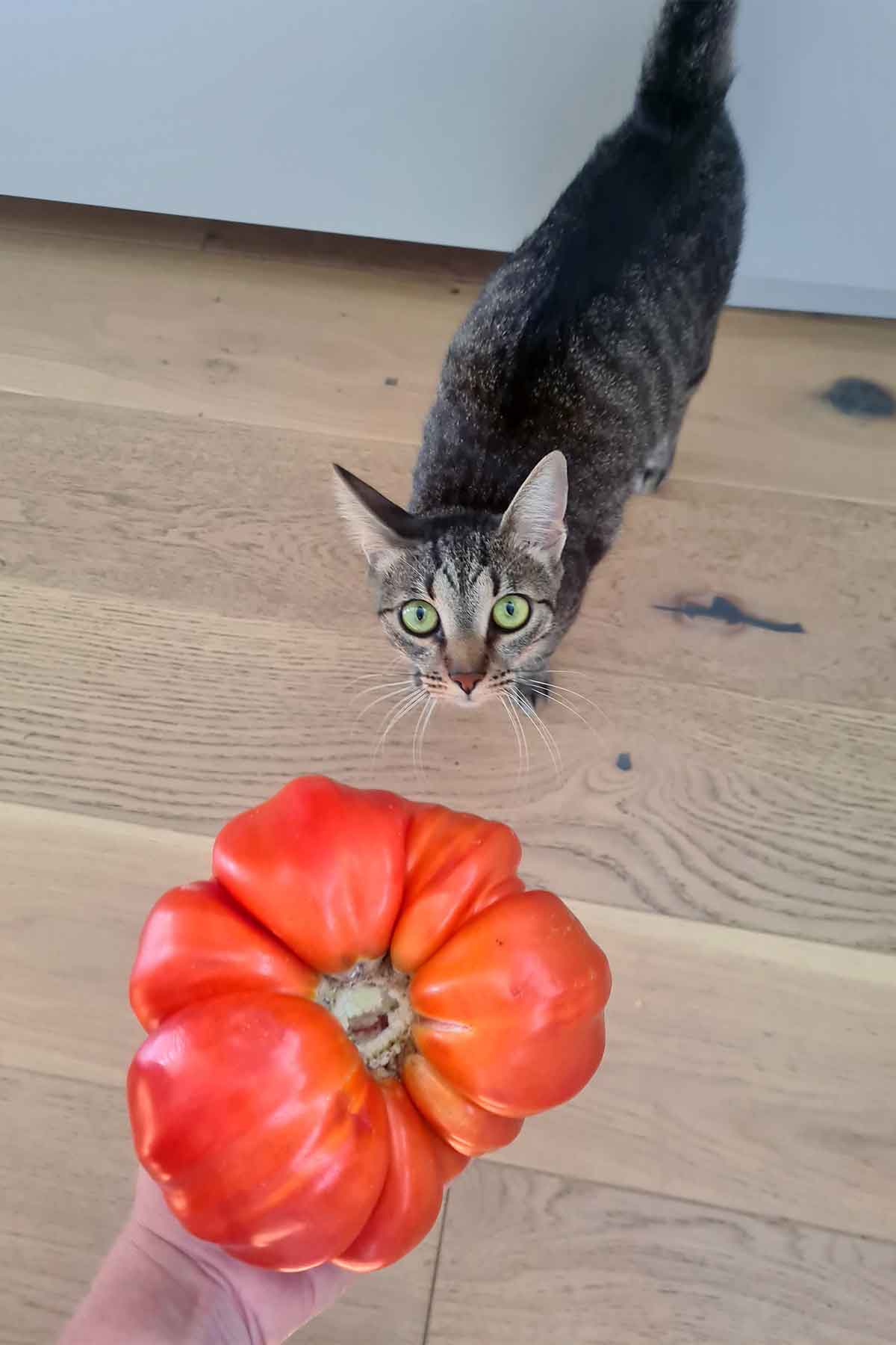 my biggest tomato this year